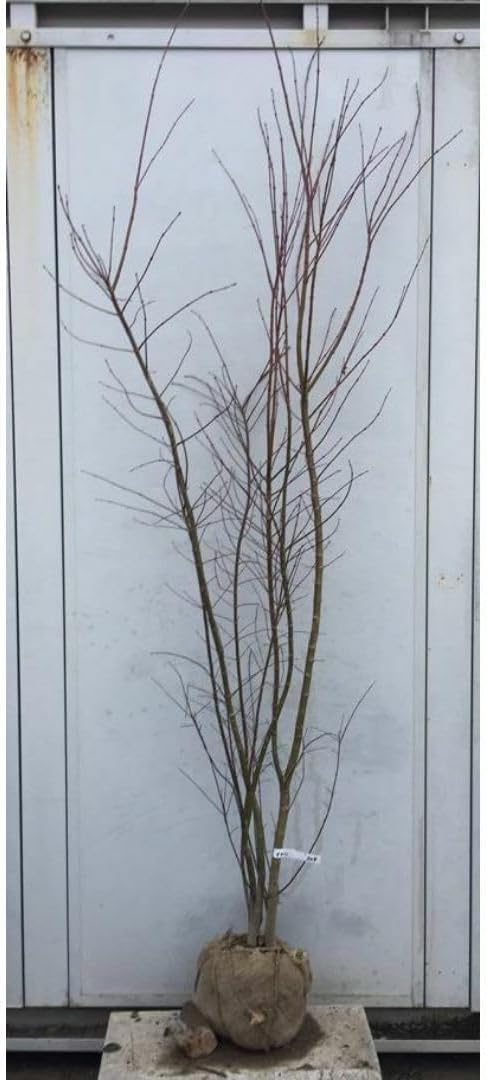 ミツバツツジ ――雑木 自然樹形 アオダモ アオハダ―― ナツハゼ 山彩り